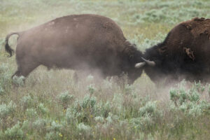National Parks Revealed