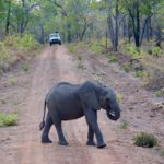 Elephant in the road at Nkhotakota – B Tavener