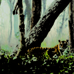 jungle tiger