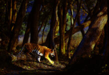 An Adrenaline Rush with PELORUS