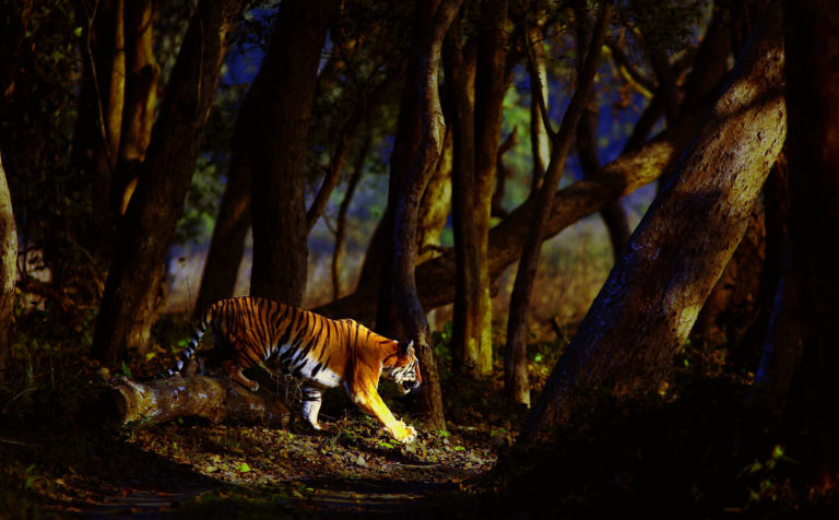 An Adrenaline Rush with PELORUS