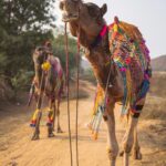 aman-i-khas_india_-_camel_safari_high_res_23630s