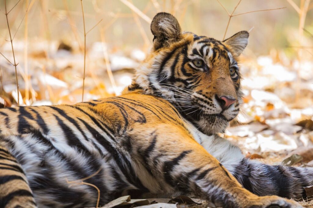 Tiger at Ranthambore National Park Aman-i-Khas India