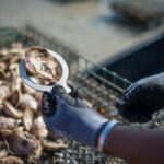 View More: http://organicphotography.pass.us/brewster-oysters