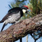 Acorn-Wood-pecker