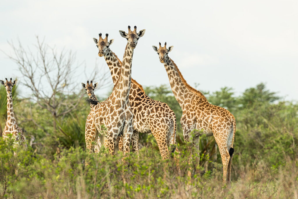 Roho ya Selous Giraffes