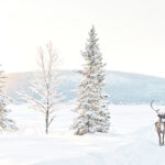 anna_öhlund-reindeer_walk-6485_RGB