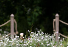 Wellness Blooms at Cashel Palace