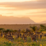 Royal Malewane – Impala (2)