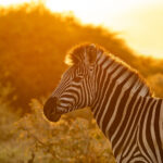 Royal Malewane -Zebra (3)_EDITEDF BACK